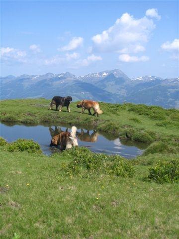 alpine_hunde_021klein