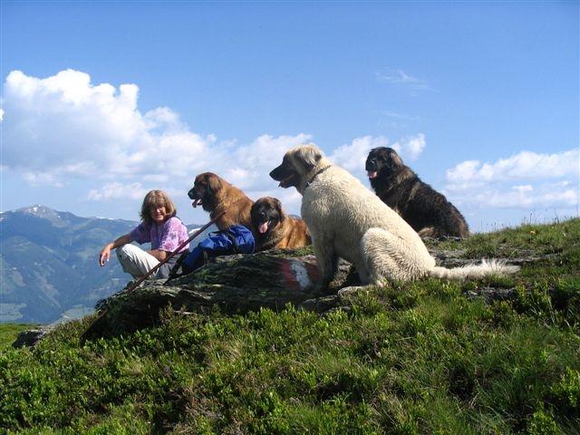 alpine_hunde_031klein