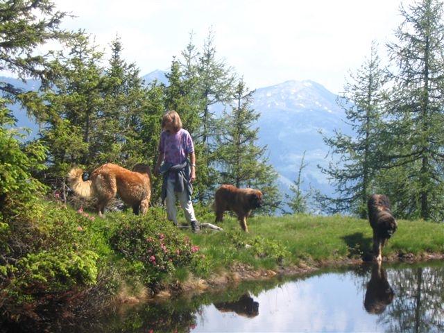 alpine_hunde_037klein